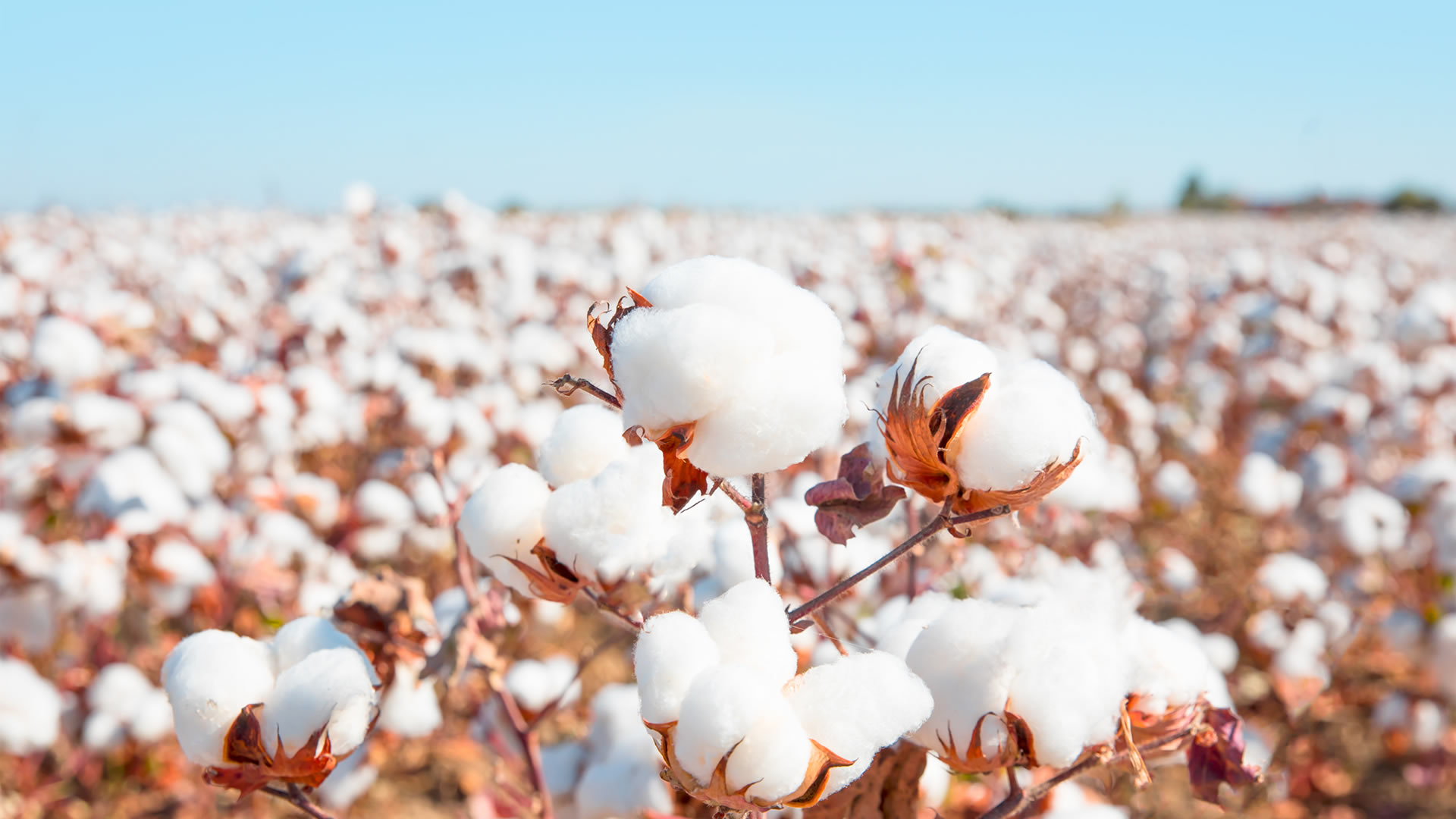 Cotton Field